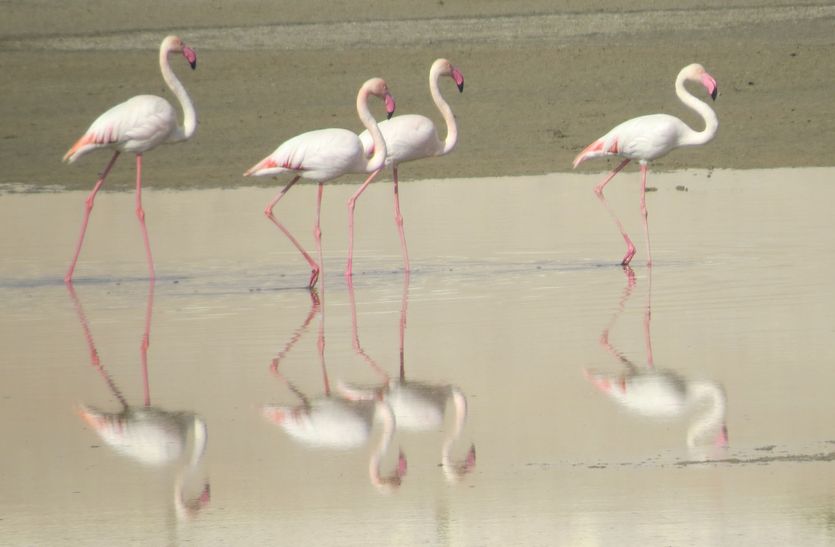 churu bird news