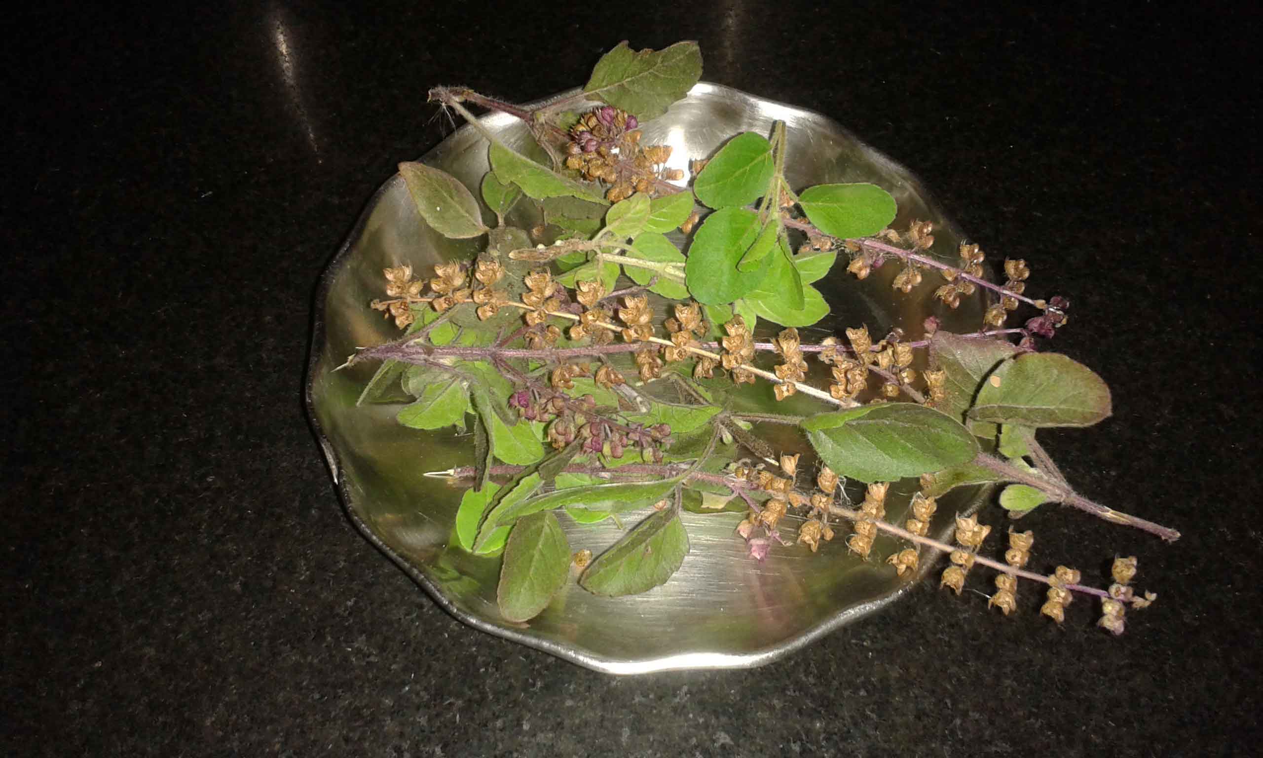 Basil seeds