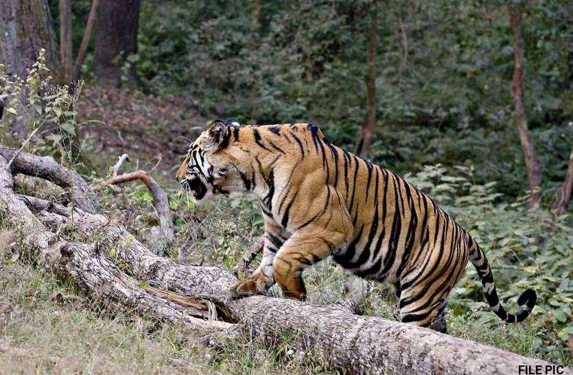 TIGER