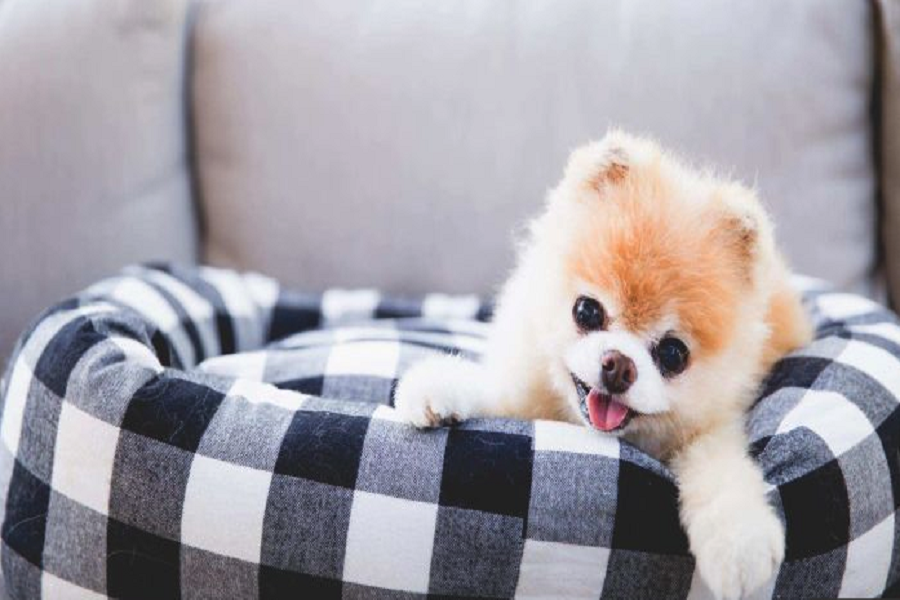worlds cutest dog boo dies