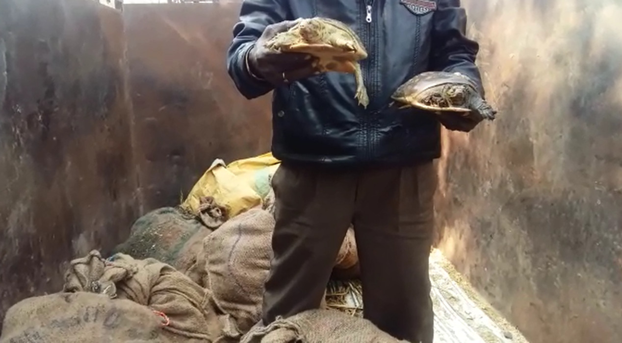 Police recovered turtles in Barabanki