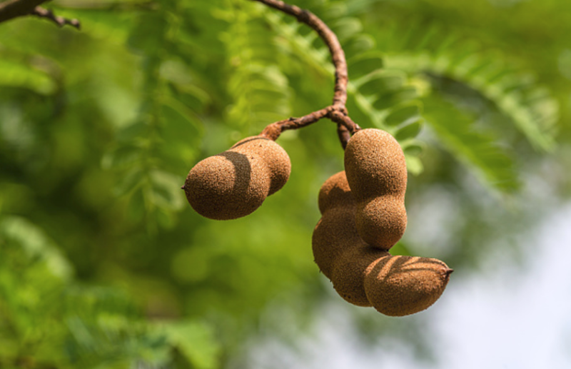 Tamarind benefits
