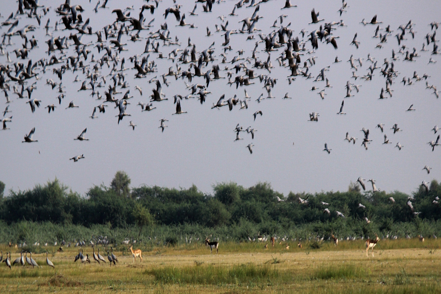 migrtorary birds in jodhpur