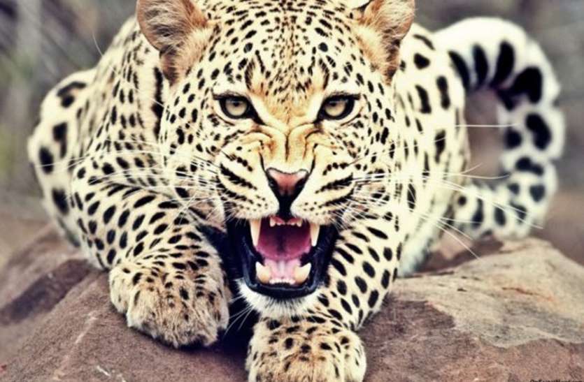 leopard hunting