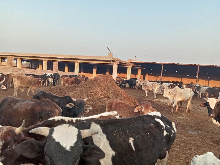 Two hundred animals missing in the Nandshi Nagar council ofiganganar