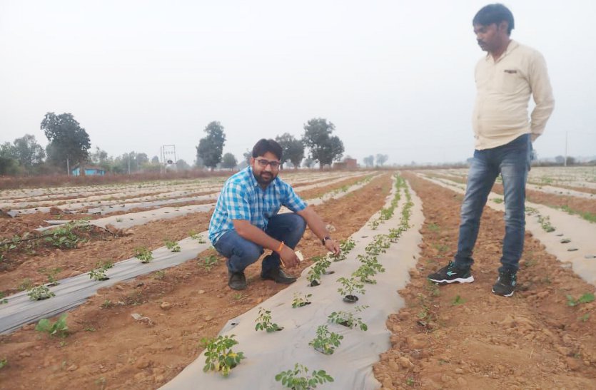 Farmers of Katni district have unique farming Munga