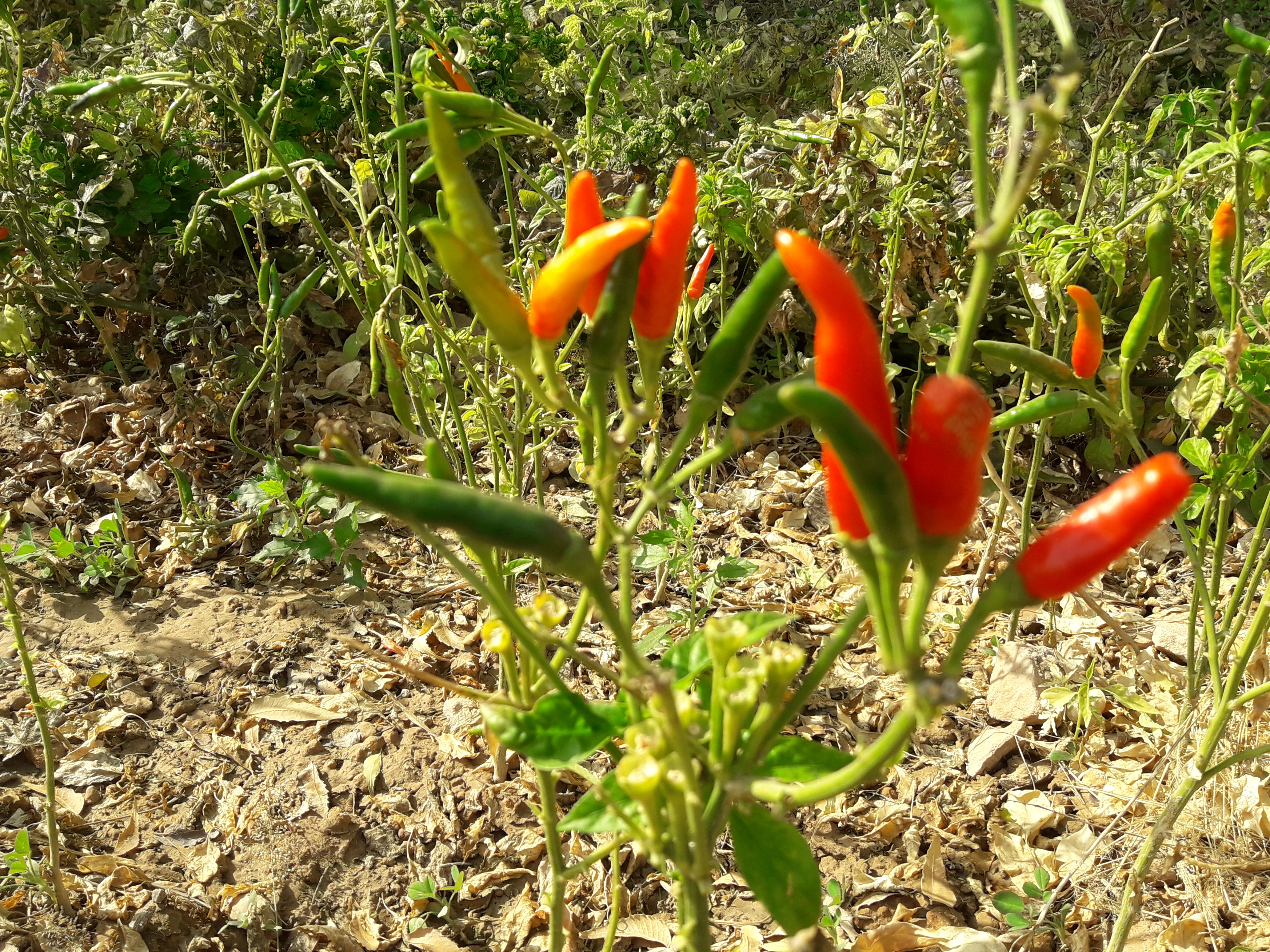 Chilli crop in Lavera Baori