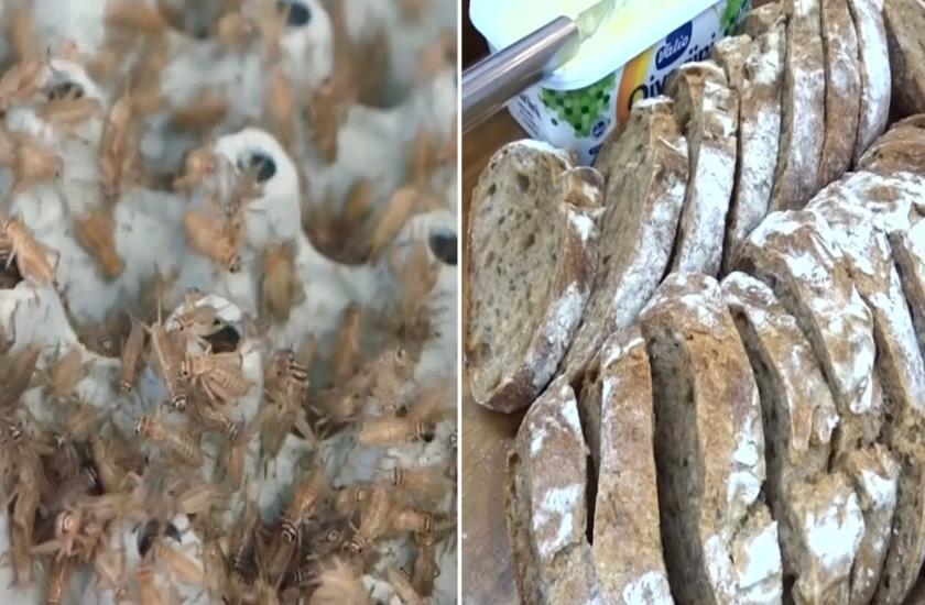 this bakery is making bread using crushed crickets