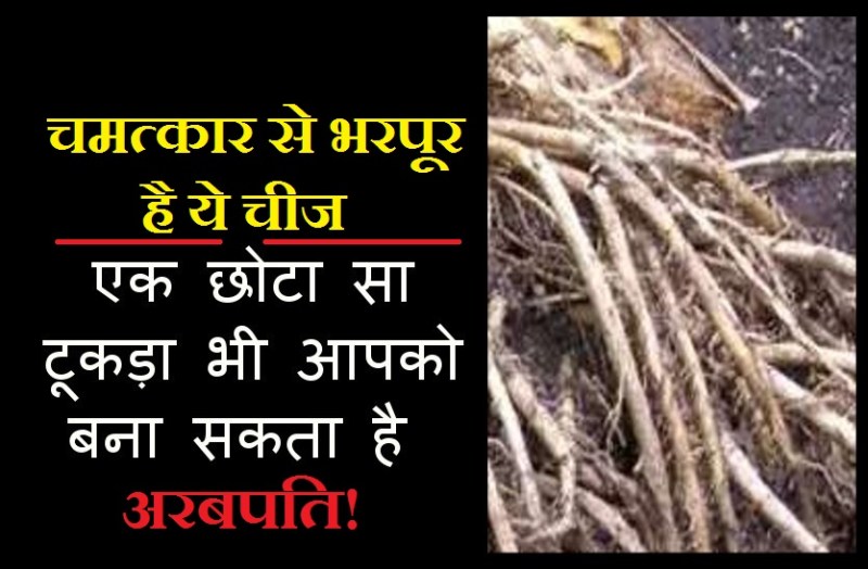 Miraculous root or money magnet in hindi