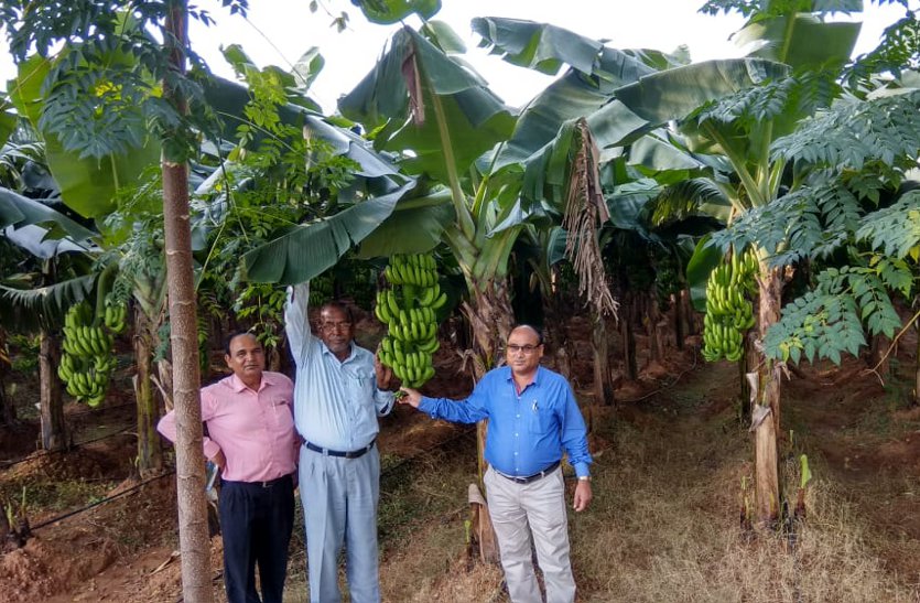 Farmers earning profitable from unique farming of banana