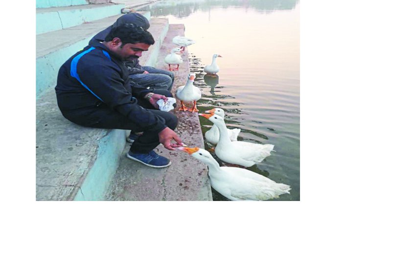 Every day people are eating ducks, fish feeding grains, cleaning ponds of the ponds