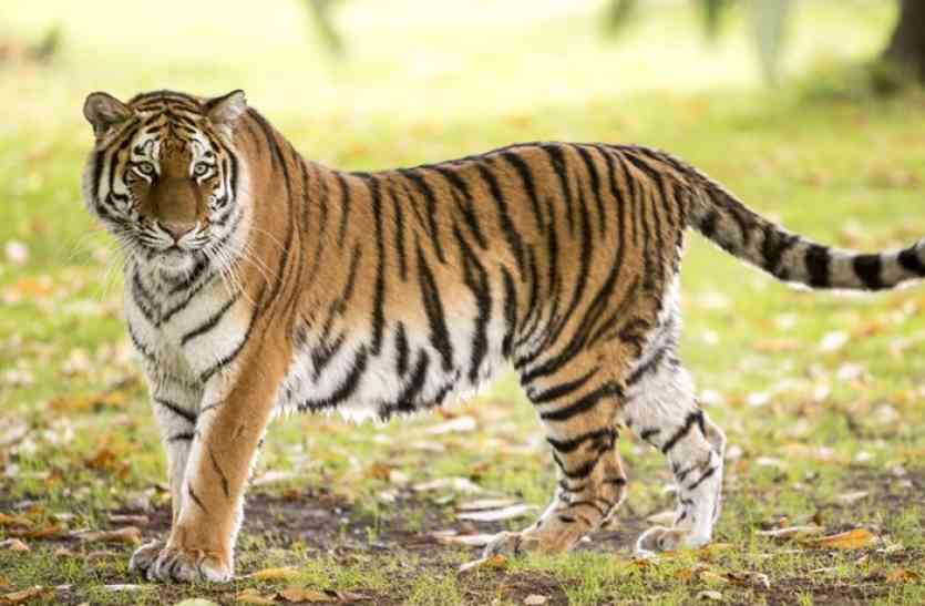 tiger Come in kota 
