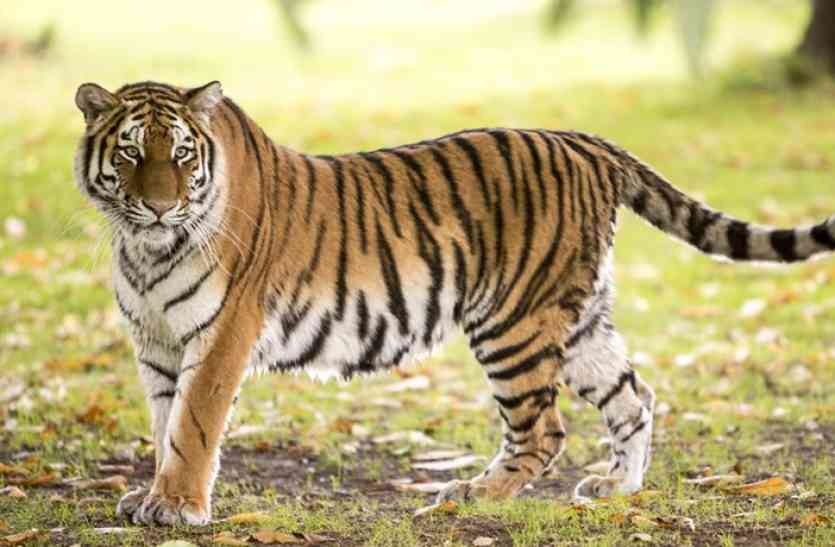 Bengal Tiger,royal bengal tiger news,tiger in India,Tiger researve,total tiger in india,kanha tiger researve,project tiger in india,Panna Tiger Researve,