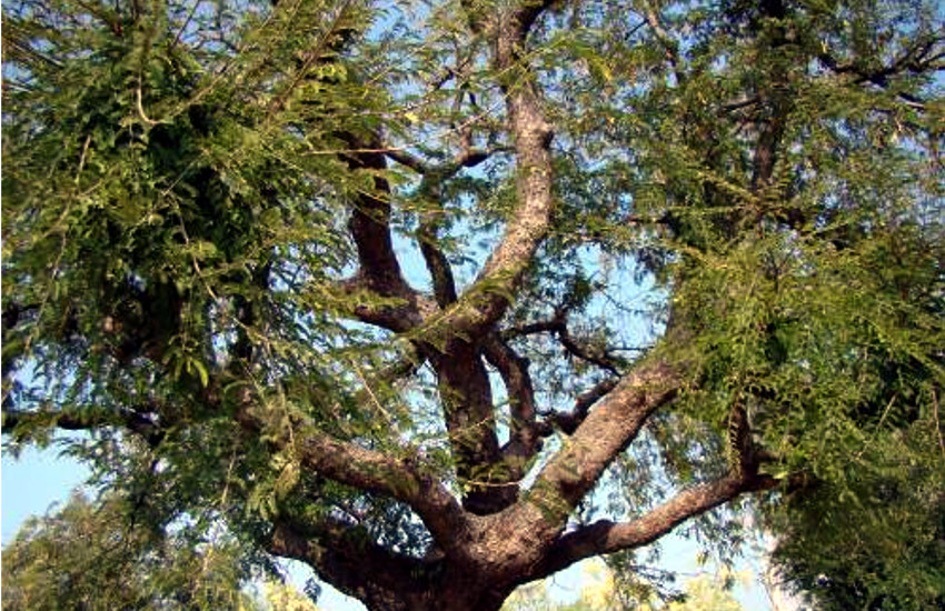Mysterious tree in madhya pradesh india