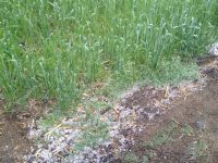 Rain, hail, storm, farmer, crop, agriculture minister, damage
