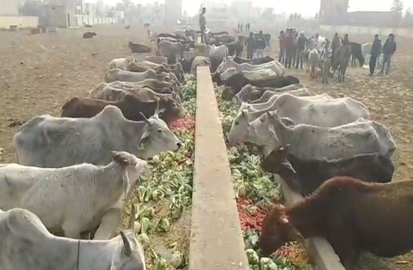 farmers facing loss in cauliflower crop after onion in Alwar