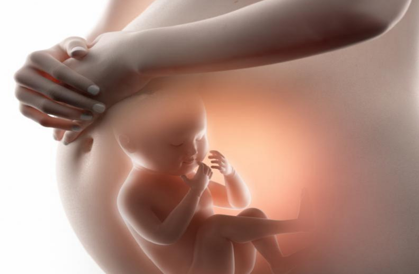 how-does-the-body-of-the-fetus-take-shape