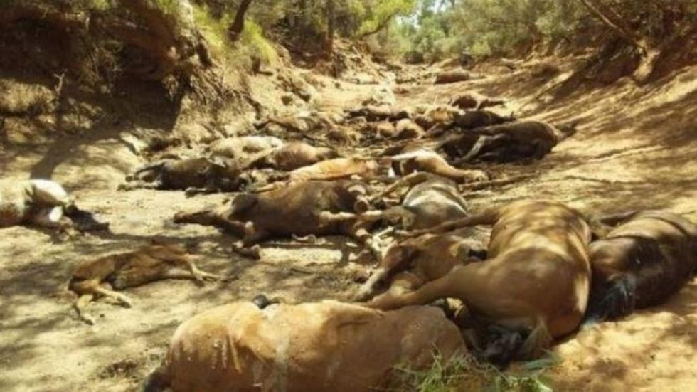 Australia's heatwaves costs life of many wild horses due to thirst