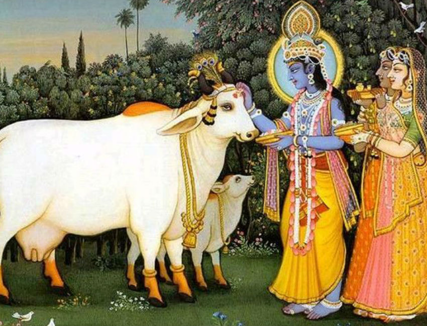 Cow shri Krishna 