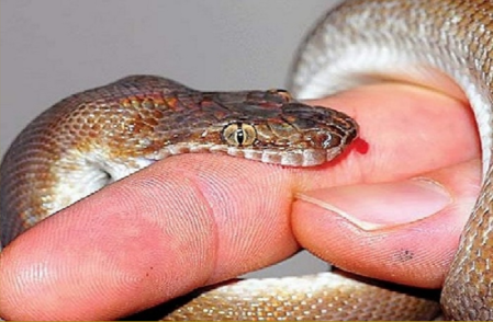 snake bite news