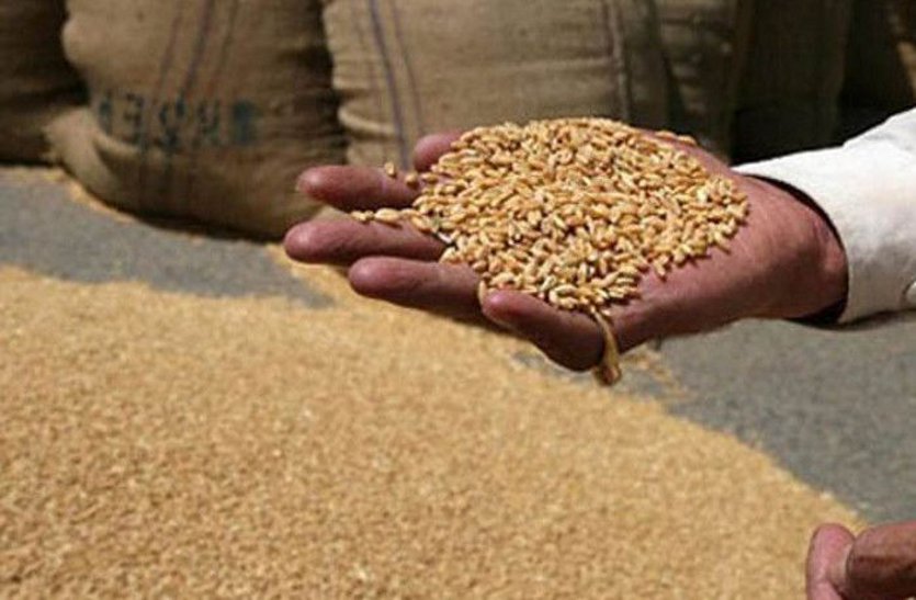Purchase of not soaked wheat in Agricultural Market, Vallabhnagar