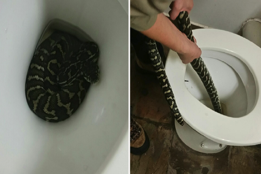 woman was bitten by a python while she was sitting on toilet
