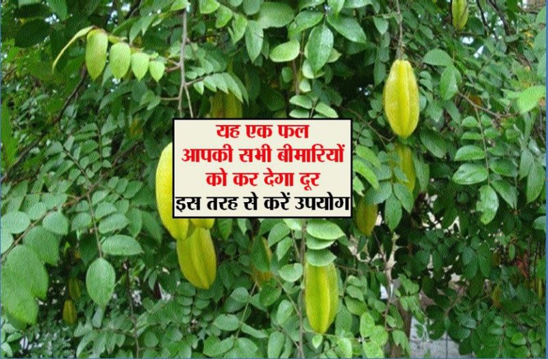 kamrakh star fruit