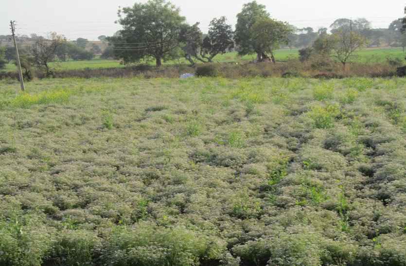 crops damage