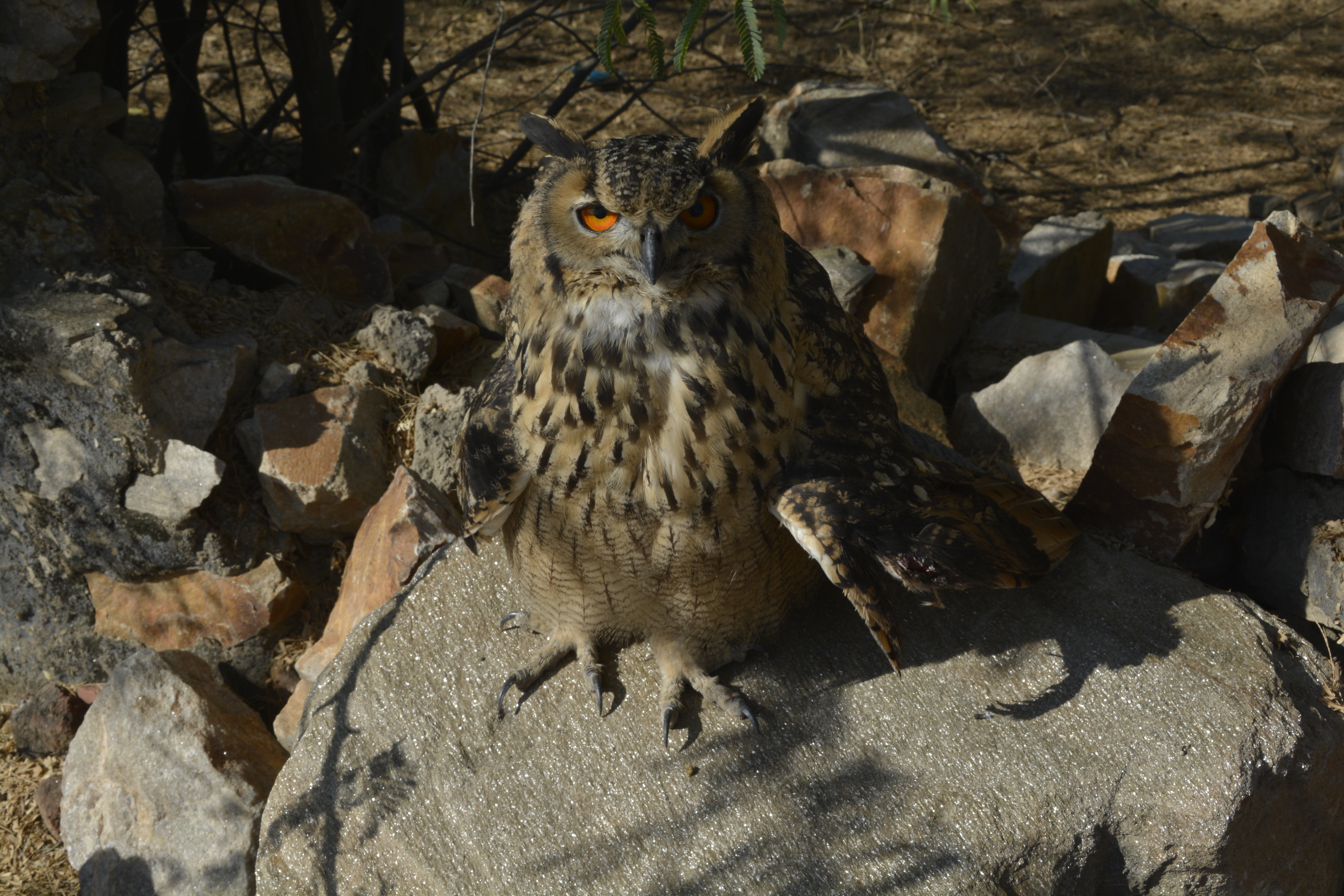 indian owl found injured
