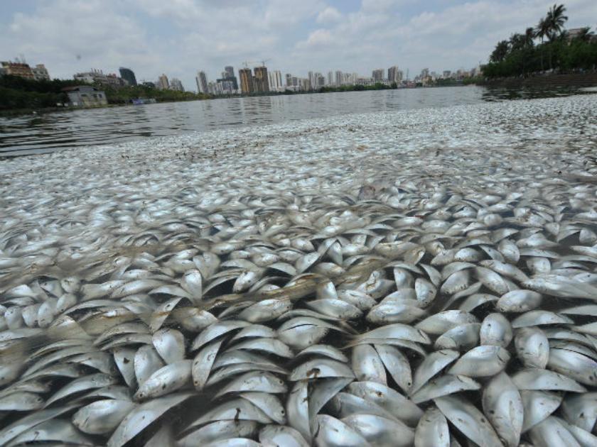 Thousands of fish dead in Australia due to high temperature
