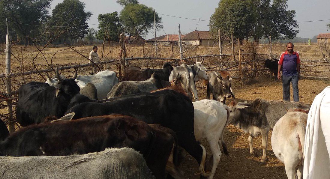 animal counting in udaipur