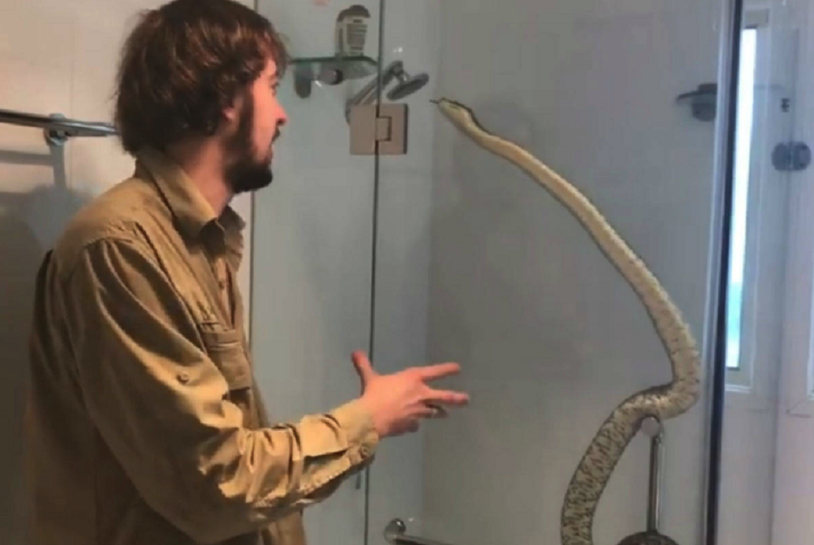family finds python taking a shower in their bathroom video goes viral