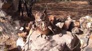 Indian Eagle Owl will leave after being healthy