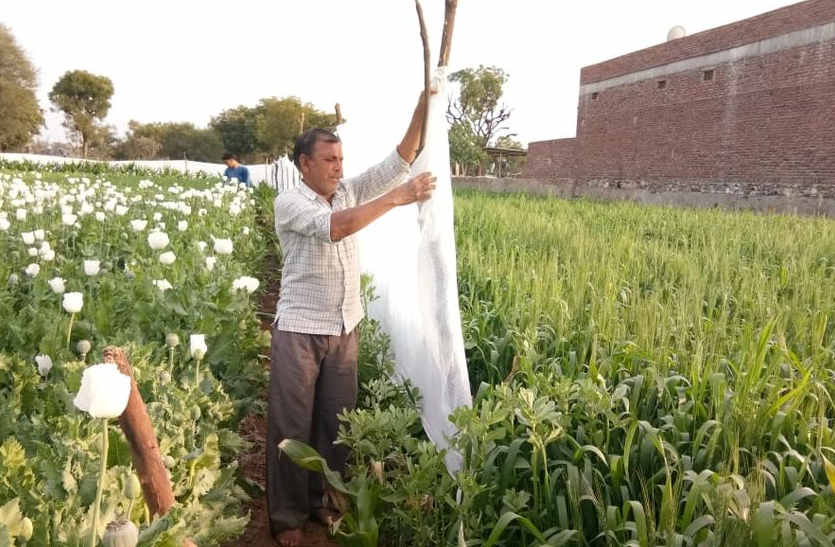 Plastic armor on opium flowers in bhilwara