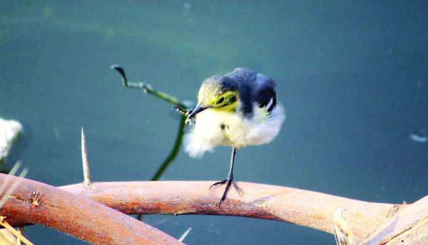 beautiful pics of birds