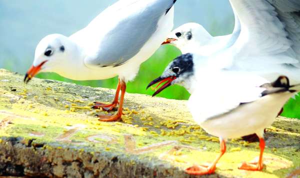 beautiful pics of birds