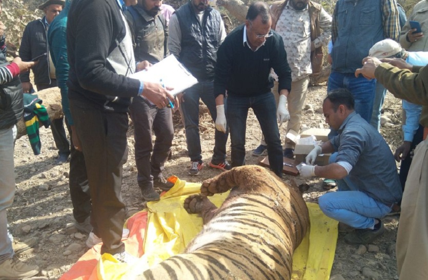 बाघ का पोस्टमार्टम करते चिकित्सक