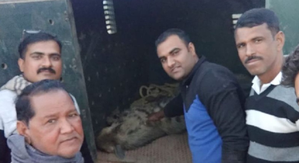 जरख को जंगलों में ले जाते कर्मचारी।