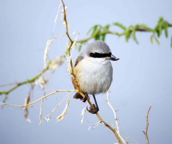 beautiful pics of birds