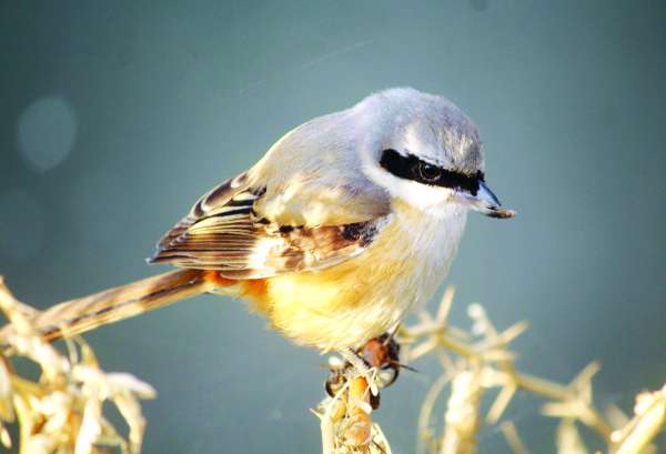 beautiful pics of birds