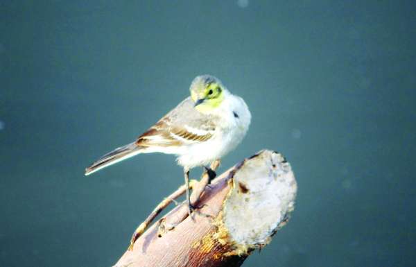 beautiful pics of birds