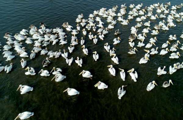 Alpine birds in Chandlai Dame