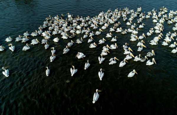 Alpine birds in Chandlai Dame