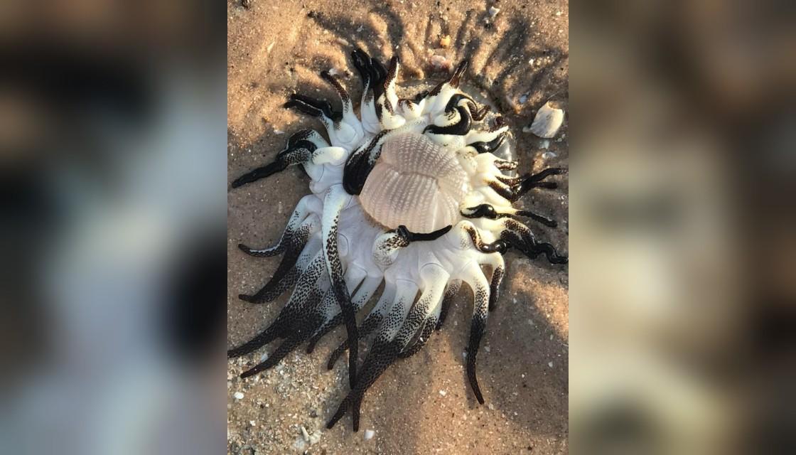 bizarre creature with tentacles spotted on australian beach