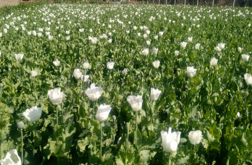 Officers earn black money with the new Opium policy