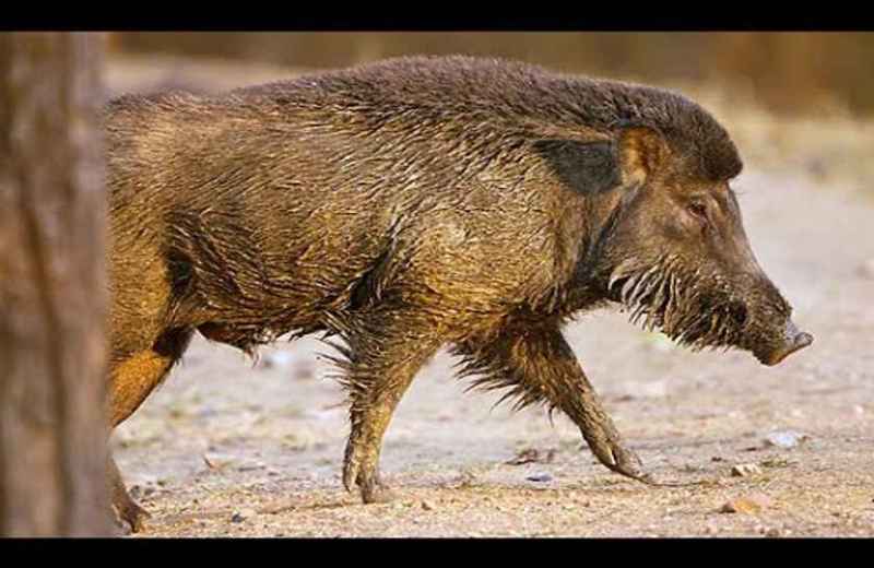 'इंडियन वाइल्ड बोर विश्व की अन्य प्रजातियों का जन्मदाता