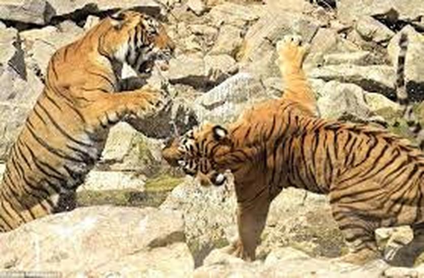 मंडरा रहा बाघों के संघर्ष का खतरा