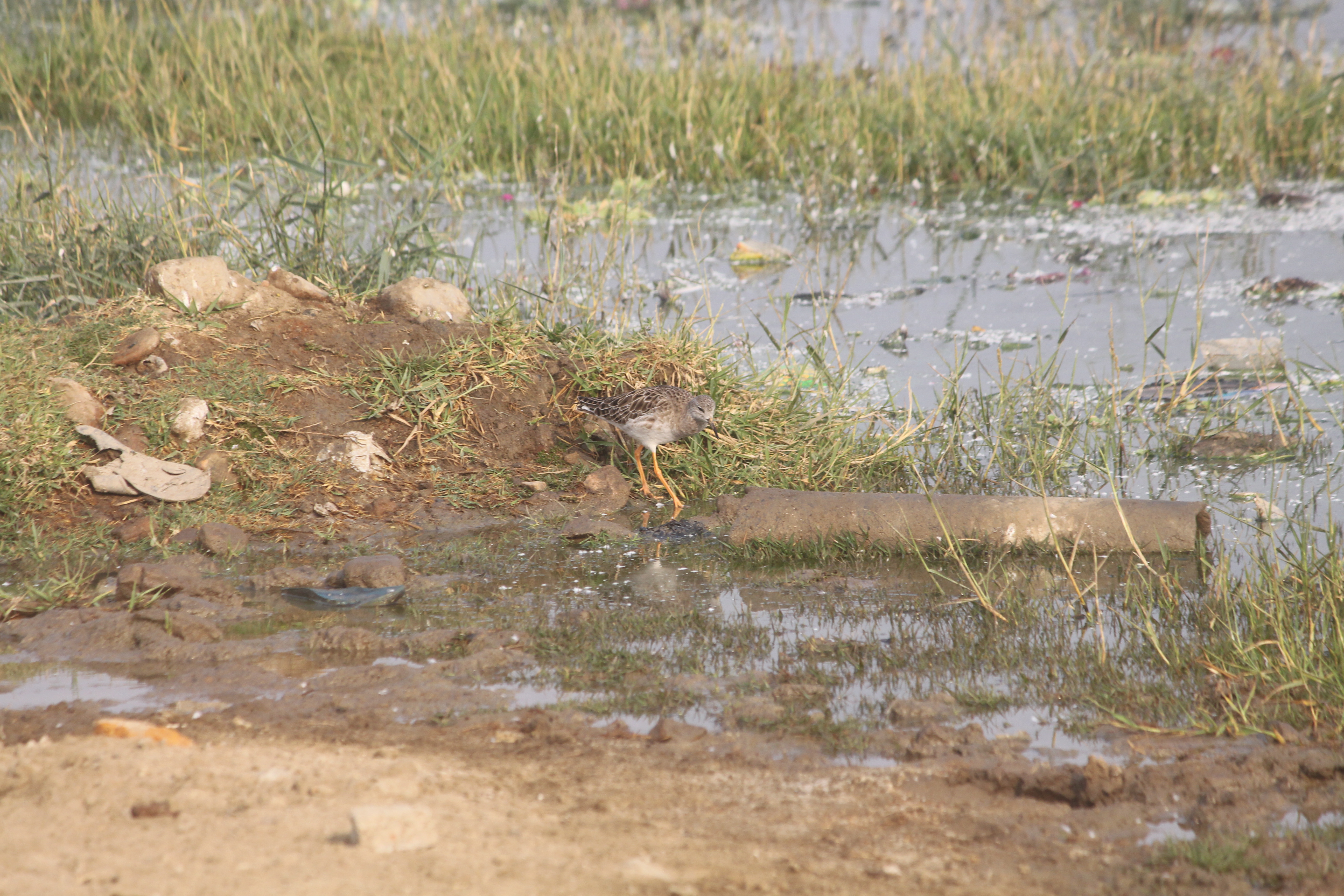 save wetland