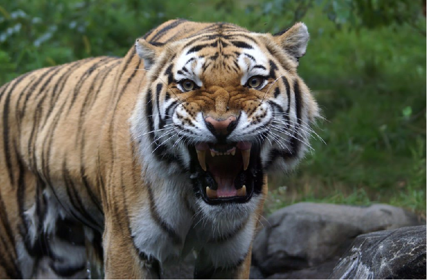 tiger attacks woman