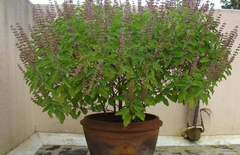 tulsi tree